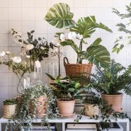 گل رونده مصنوعی ایکیا مدل FEJKA کد 70466811